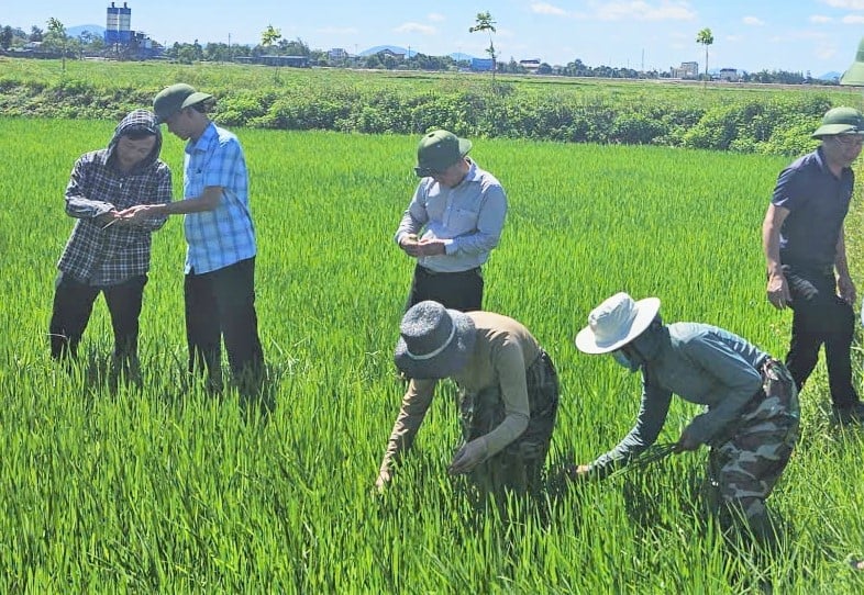 Ông Nguyễn Thanh Hải, Phó Giám đốc Sở Nông nghiệp và Môi trường Hà Tĩnh cùng cán bộ chuyên môn bổ cứu giải pháp phòng trừ sâu bệnh tại xã Cẩm Xuyên. Ảnh: Thanh Nga.