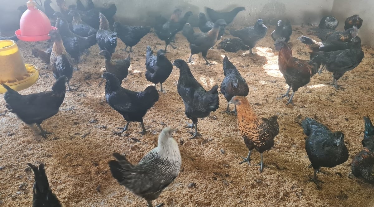 Nhiều mô hình chăn nuôi an toàn sinh học và tuần hoàn tại Nghệ An mang lại hiệu quả cao. Ảnh: Việt Khánh.