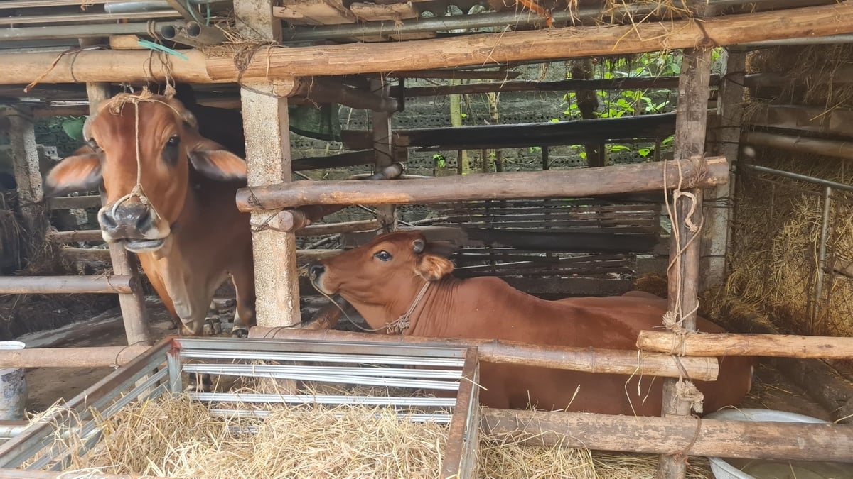 Quy trình an toàn toàn sinh học và tuần hoàn được xem là lời giải hữu hiệu đối với Nghệ An, nơi quy mô nông hộ đang chiếm tỷ lệ cao. Ảnh: Việt Khánh.