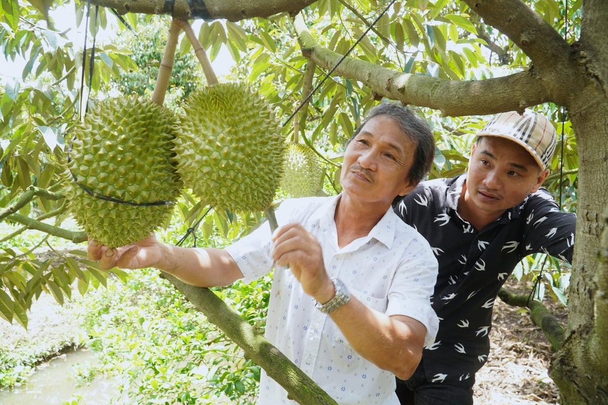Hiện nay, nhiều giải pháp khắc phục tồn dư Cadimi đang được bà con nông dân và chính quyền các địa phương ĐBSCL quan tâm. Ảnh: Kim Anh. Hiện nay, nhiều giải pháp khắc phục tồn dư Cadimi đang được bà con nông dân và chính quyền các địa phương ĐBSCL quan tâm. Ảnh: Kim Anh.