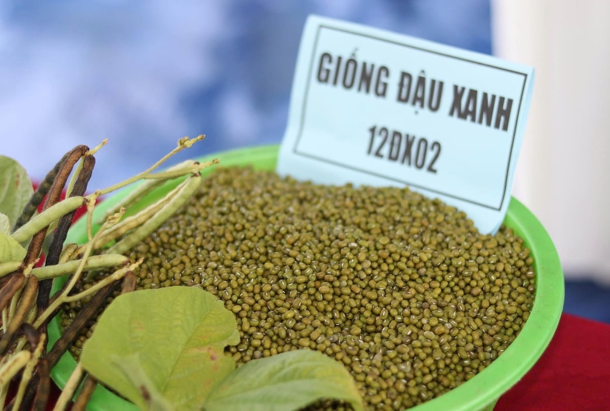 Hạt đậu rất bóng, to, đều màu. Ảnh: Thanh Nga. Hạt đậu rất bóng, to, đều màu. Ảnh: Thanh Nga.