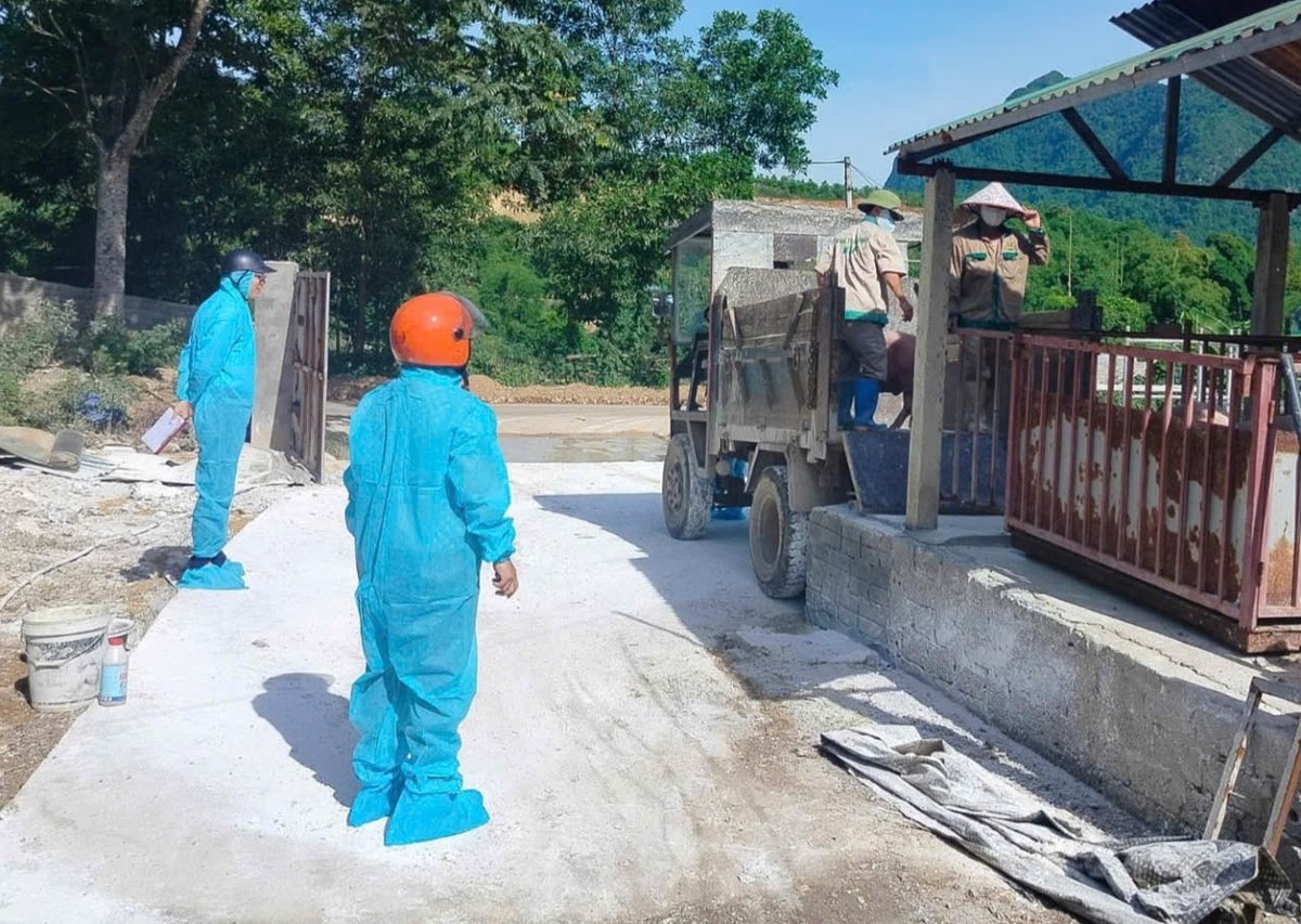 Tăng cường công tác phòng, chống dịch tả lợn Châu Phi. Ảnh: BK. Tăng cường công tác phòng, chống dịch tả lợn Châu Phi. Ảnh: BK.