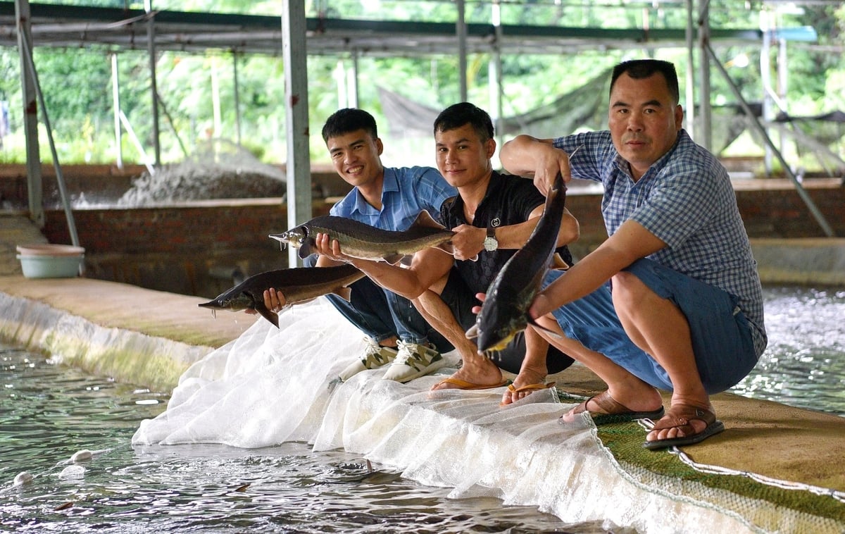 Anh Bùi Văn Lắm (ngoài cùng bên phải) đang kiểm tra cá tầm. Ảnh: Dương Đình Tường.