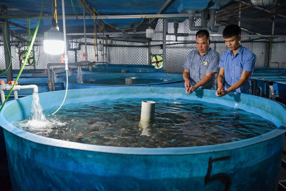 Hệ thống ống dẫn oxy được sục vào từng bể cá tầm giống. Ảnh: Dương Đình Tường.