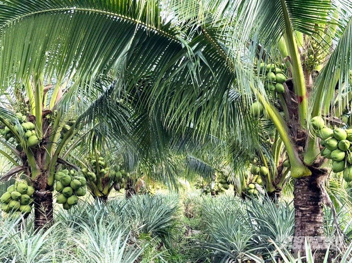 Cây dừa dứa được nhà vườn phát triển trong mô hình đa canh kết hợp: khóm - dừa để nâng cao thu nhập trên cùng diện tích. Ảnh: Trung Chánh. Cây dừa dứa được nhà vườn phát triển trong mô hình đa canh kết hợp: khóm - dừa để nâng cao thu nhập trên cùng diện tích. Ảnh: Trung Chánh.