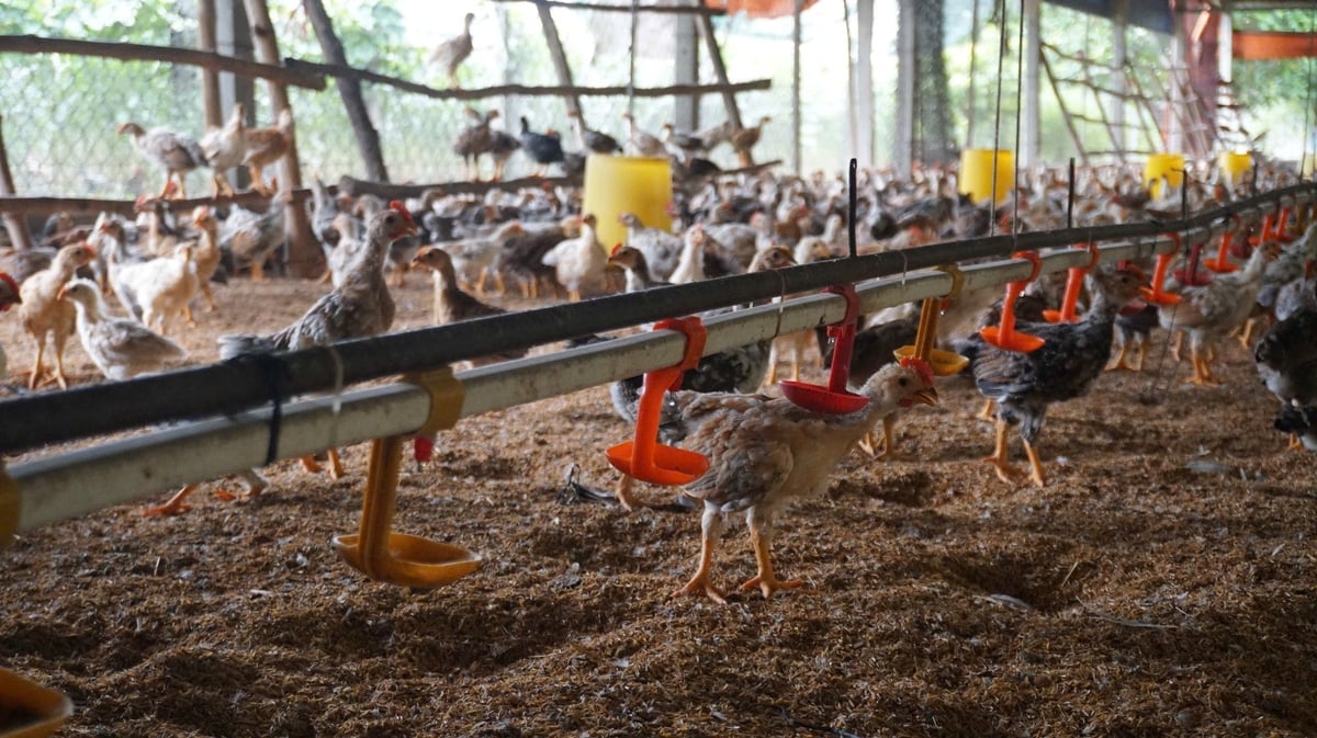 Ông Duy đã mạnh dạn áp dụng khoa học kỹ thuật vào chăn nuôi nâng cao hiệu quả kinh tế. Ảnh: Trần Trung.