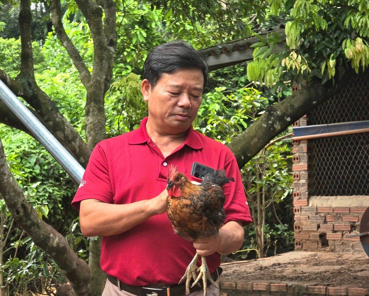Ông Trần Nhật Tâm là người có kinh nghiệm nuôi gà lâu năm và đánh giá rất cao về chất lượng thịt cũng như giá trị kinh tế của giống gà 18M1. Ảnh: Đinh Mười.