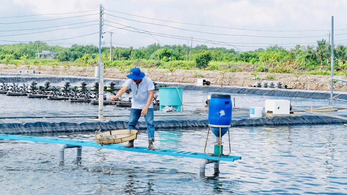 Ngoài hiệu quả môi trường, mô hình còn giúp nông dân làm giảm phát thải. Ảnh: Trọng Linh. Ngoài hiệu quả môi trường, mô hình còn giúp nông dân làm giảm phát thải. Ảnh: Trọng Linh.
