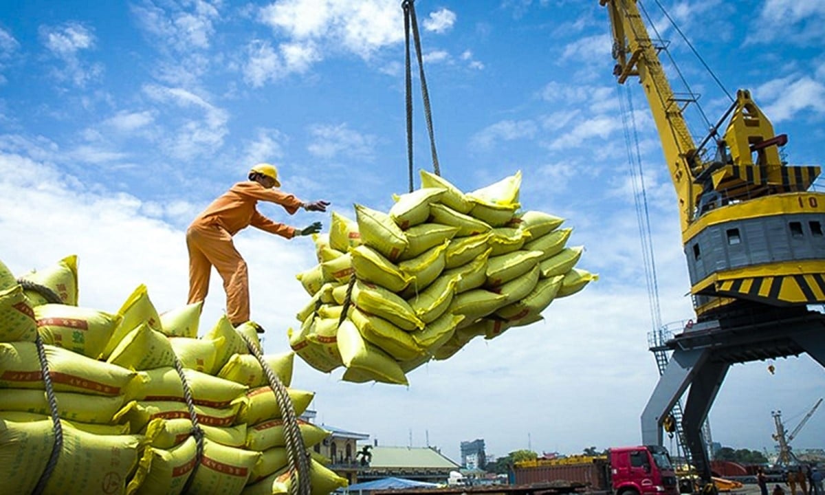 Cập nhật giá lúa gạo hôm nay 30/8/2025 mới nhất