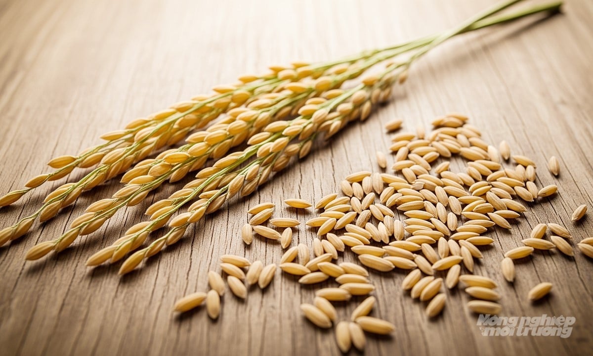 Cập nhật giá lúa gạo hôm nay 5/10/2025 mới nhất