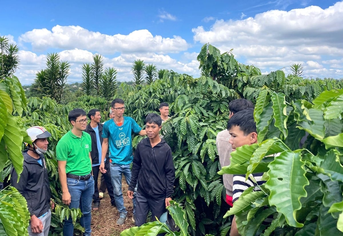 Chuyên gia của HTX Nông nghiệp và Dịch vụ Lam Anh hướng dẫn cho người dân thực hành nông nghiệp tốt. Ảnh: Tuấn Anh.
