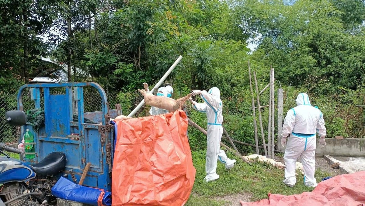 Quy trình tiêu hủy lợn nhiễm dịch tại Đà Nẵng đảm bảo an toàn. Ảnh: Lan Anh.