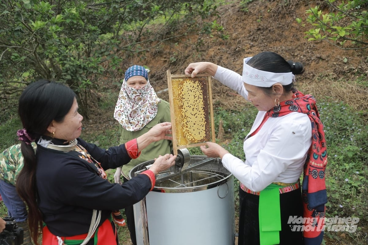 Sản xuất mật ong dựa trên kinh nghiệm dân gian và kỹ thuật chăn nuôi hiện đại tại HTX Nông nghiệp Bản Dao Thống Nhất. Ảnh: Văn Việt.