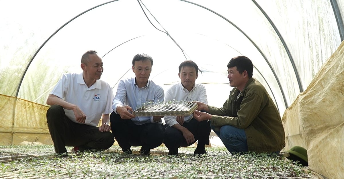 Anh Định (bìa phải) báo cáo kết quả sản xuất giống rau cho các thành viên của JICA sau hơn 2 năm thực hiện dự án hỗ trợ. Ảnh: Đức Bình.