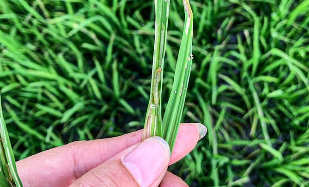 Khoảng 5.900 ha lúa hè thu của tỉnh Hà Tĩnh bị sâu cuốn lá gây hại nặng. Ảnh: Thanh Nga.