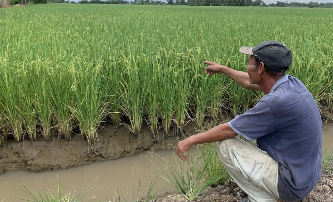 Nhờ áp dụng kỹ thuật canh tác mới, nông dân vừa giảm được chi phí sản xuất vừa nâng cao năng suất. Ảnh: Hồ Thảo.