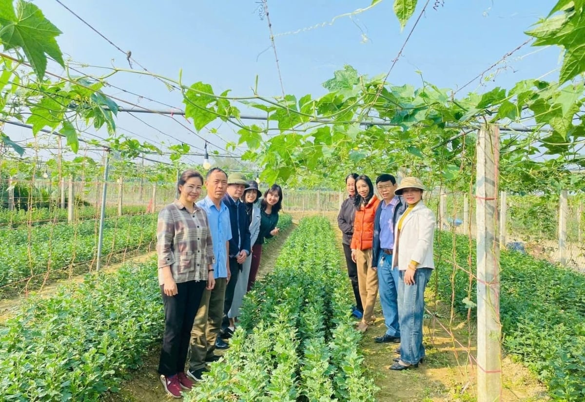 Mô hình trồng hoa cúc vàng ở phường Vinh Hưng được Trung tâm Khuyến nông Nghệ An hỗ trợ. Ảnh: Ngọc Linh.