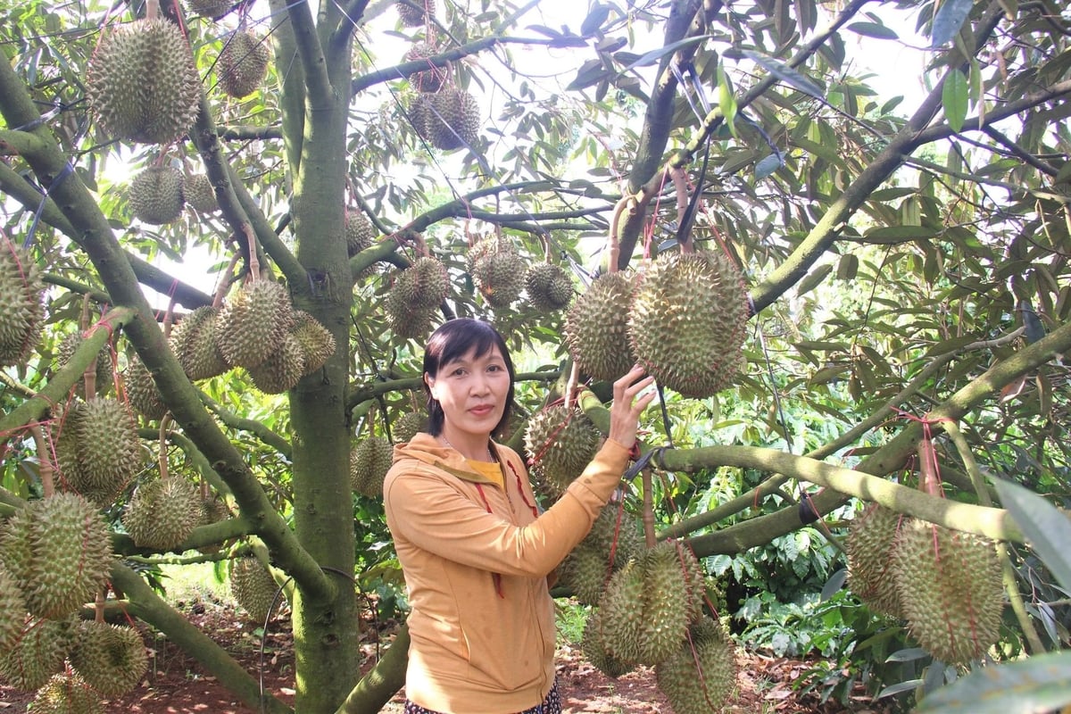 Nhờ áp dụng mô hình trồng xen canh khoa học, cây cà phê, hồ tiêu, sầu riêng của chị Nhung đều cho năng suất rất tốt. Ảnh: Tuấn Trần.