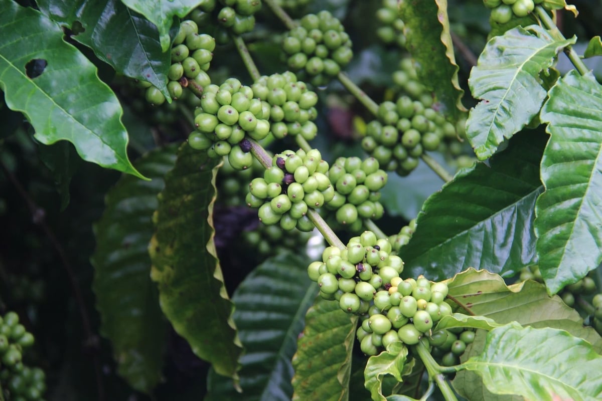 Giống cà phê Ea Tar (huyện Cư M’Gar cũ) nổi tiếng về khả năng chịu hạn, kháng bệnh tốt và mang lại năng suất cao. Ảnh: Tuấn Trần.