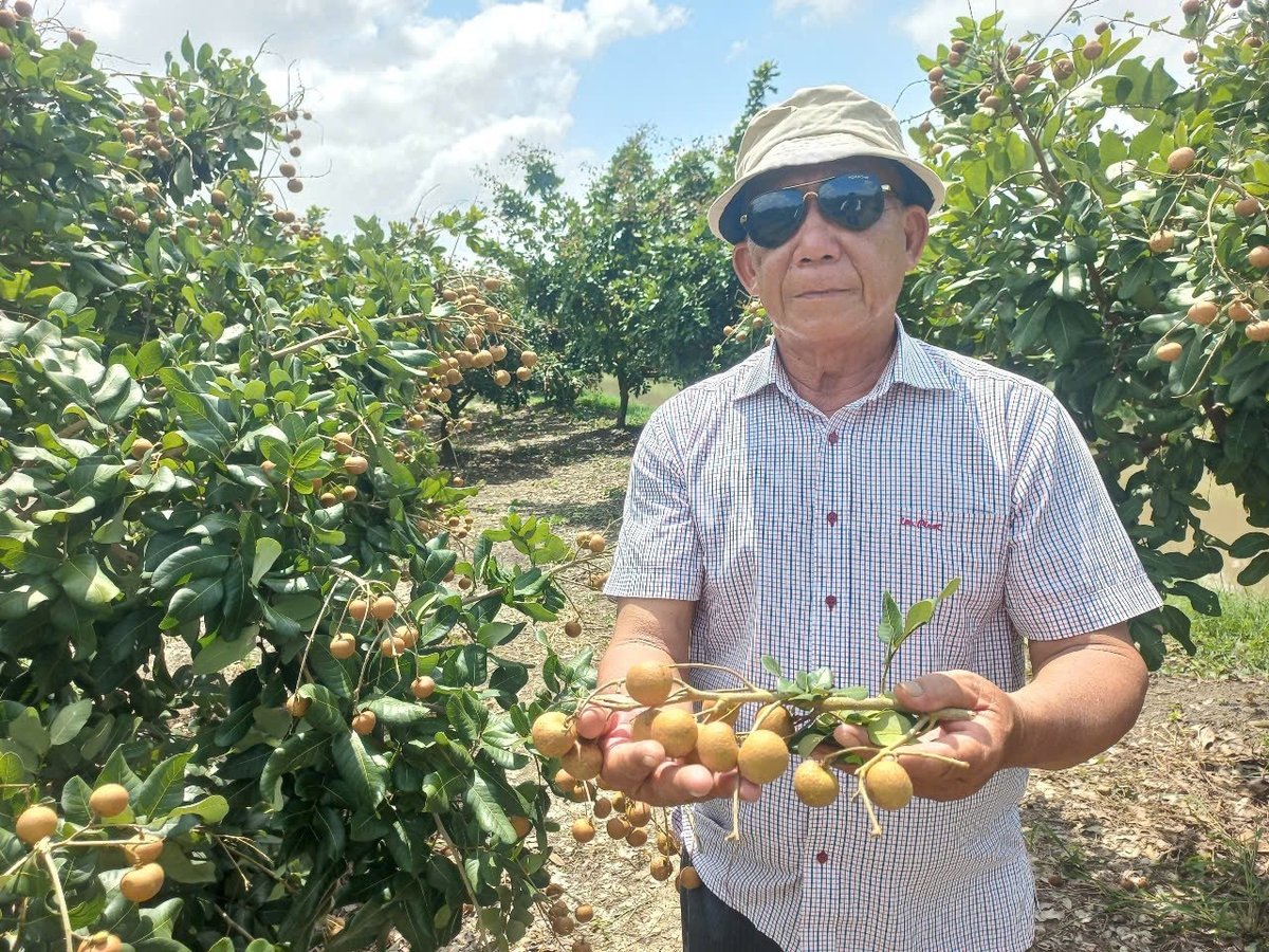 Ông Trần Phước Sơn – Giám đốc Hợp tác xã Trạng Tí Garden (xã Thới Hưng, TP Cần Thơ) bên vườn thanh nhãn sắp thu hoạch. Ảnh Văn Vũ.