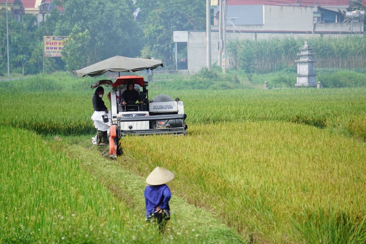 Cánh đồng lúa liên kết của Hợp tác xã Xuân Minh ứng dụng cơ giới hóa vào sản xuất. Ảnh: Quốc Toản. Cánh đồng lúa liên kết của Hợp tác xã Xuân Minh ứng dụng cơ giới hóa vào sản xuất. Ảnh: Quốc Toản.