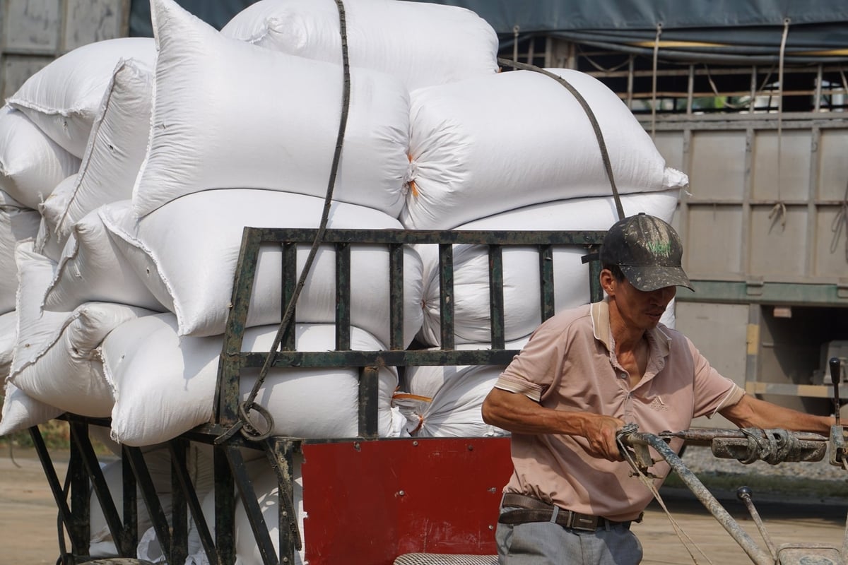 Bà con thu hoạch lúa, chở về hợp tác xã tiêu thụ. Ảnh: Quốc Toản. Bà con thu hoạch lúa, chở về hợp tác xã tiêu thụ. Ảnh: Quốc Toản.