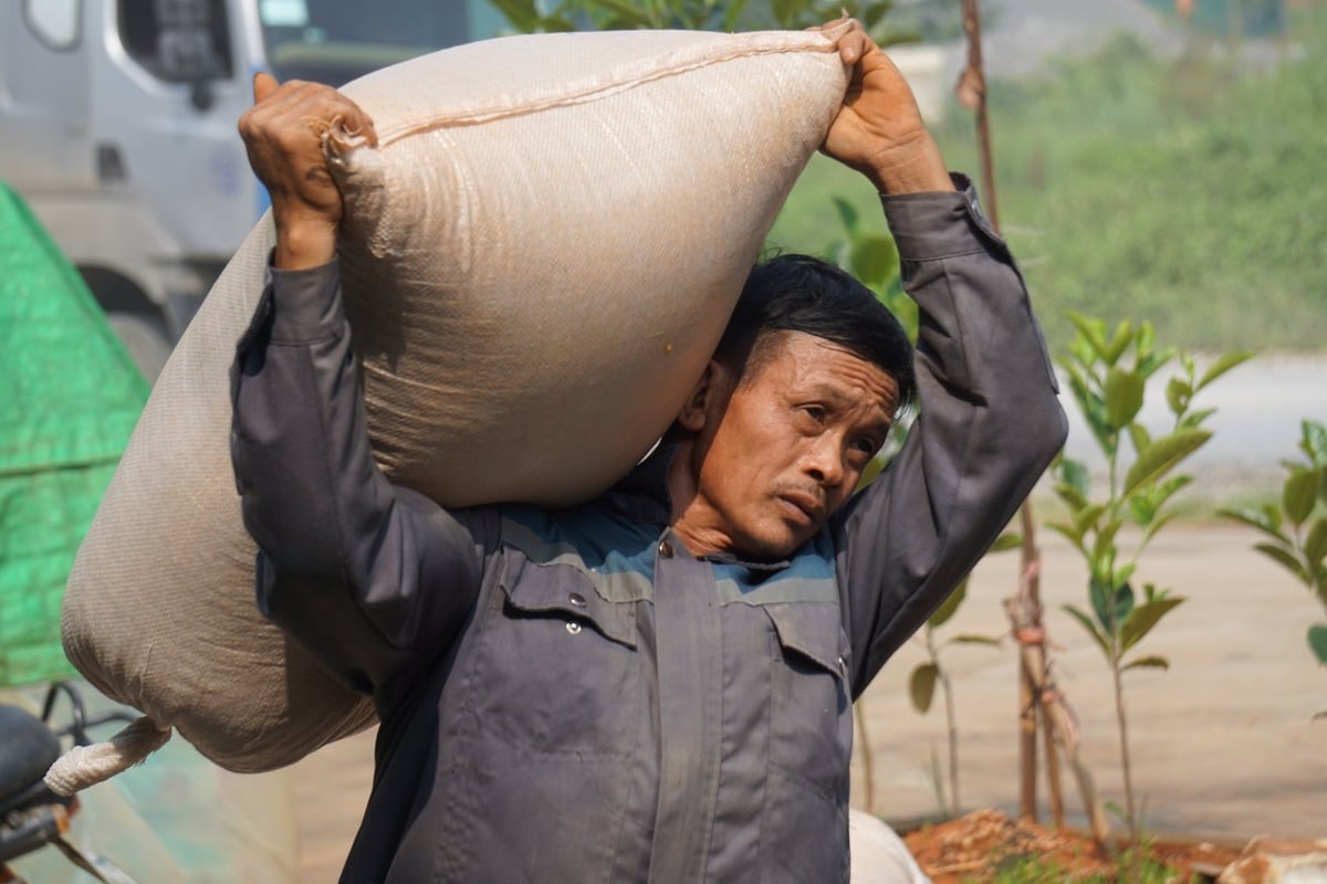 Nông dân thu nhận thành quả sau một mùa vụ vất vả. Ảnh: Quốc Toản. Nông dân thu nhận thành quả sau một mùa vụ vất vả. Ảnh: Quốc Toản.