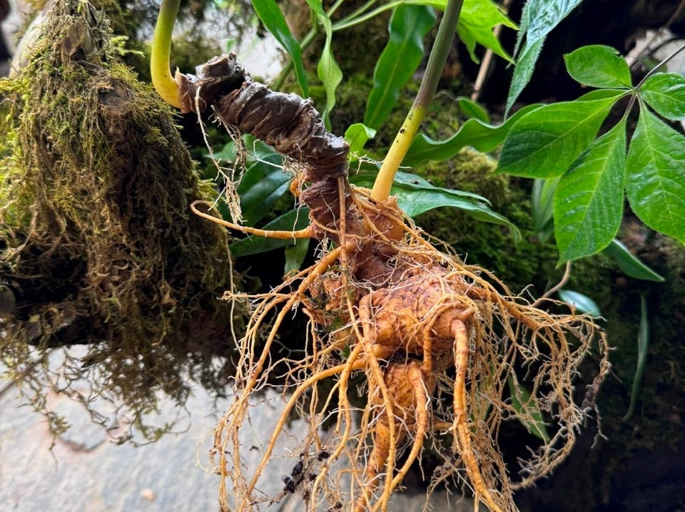 Củ sâm Ngọc Linh được người dân Nam Trà My bày bán tại Phiên chợ sâm Ngọc Linh hằng tháng. Ảnh: Lan Anh.