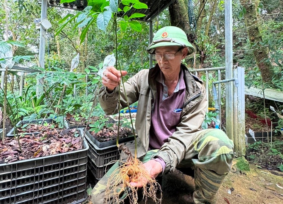Sâm Ngọc Linh - loài dược liệu quý hiếm, đặc hữu của vùng núi Đà Nẵng. Ảnh: Lan Anh.