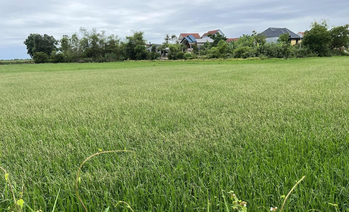 Tại TP Huế, các đối tượng sinh vật hại lúa hè thu như sâu cuốn lá, khô vằn, rầy, nhện gié… phát sinh, gây hại trên diện tích khoảng 10.000 ha. Ảnh: Văn Dinh.