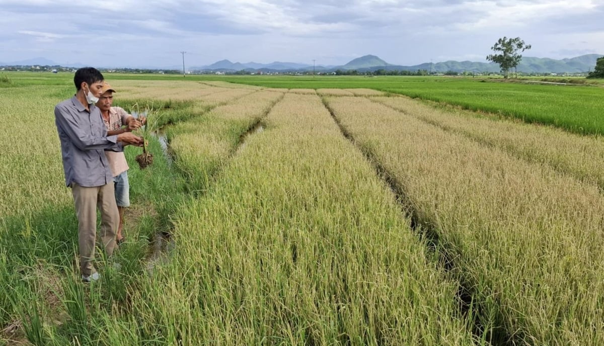 Nông dân cần quan tâm theo dõi đồng ruộng, tuân thủ khuyến cáo và phối hợp chặt chẽ với cơ quan chuyên môn để phòng trừ sâu bệnh hại lúa hè thu. Ảnh: Văn Dinh.