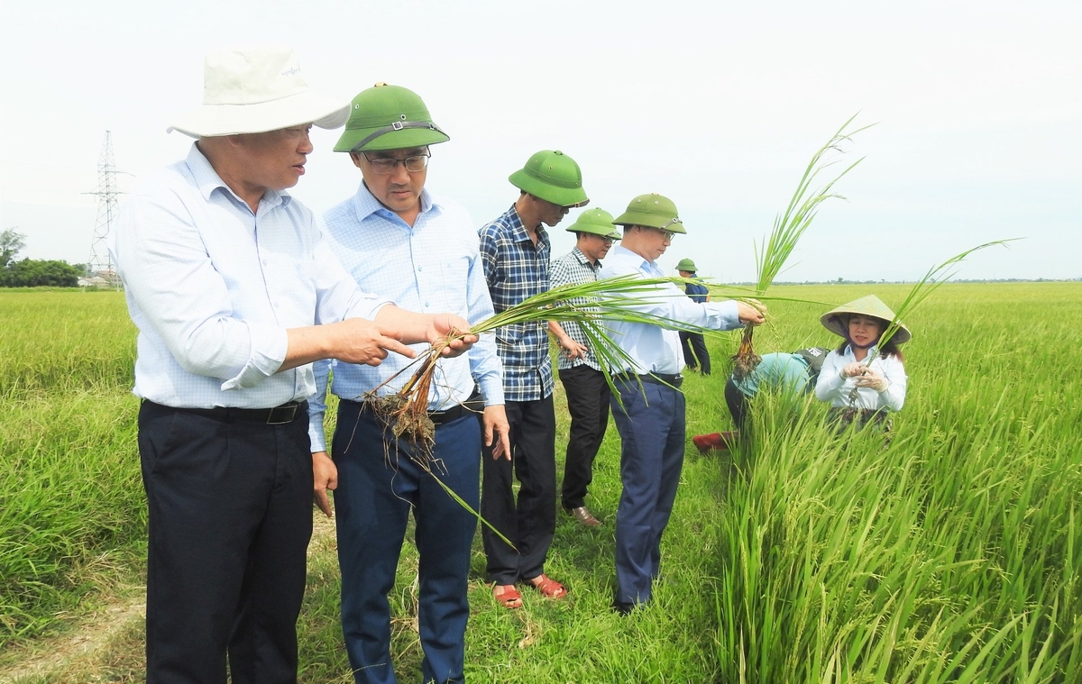 Lãnh đạo Cục Trồng trọt và BVTV, Trung tâm Trồng trọt và BVTV vùng khu IV cùng Sở Nông nghiệp và Môi trường Hà Tĩnh kiểm tra, bổ cứu phòng trừ dịch hại trên lúa hè thu. Ảnh: Thanh Nga.