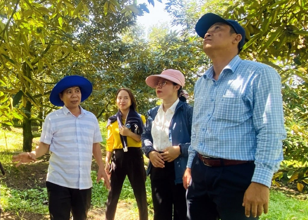 Lãnh đạo Trung tâm Dịch vụ nông nghiệp Khánh Hòa tham quan mô hình trồng sầu riêng ở khu vực Khánh Sơn. Ảnh: Kim Sơ. Lãnh đạo Trung tâm Dịch vụ nông nghiệp Khánh Hòa tham quan mô hình trồng sầu riêng ở khu vực Khánh Sơn. Ảnh: Kim Sơ.