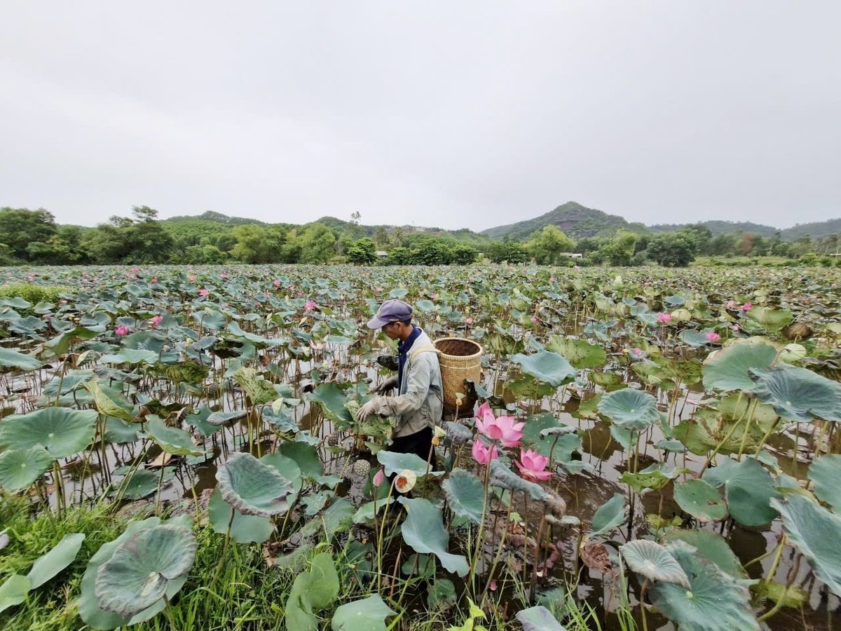 Cánh đồng sen Trà Lý đang vào vụ thu hoạch. Ảnh: Lan Anh.
