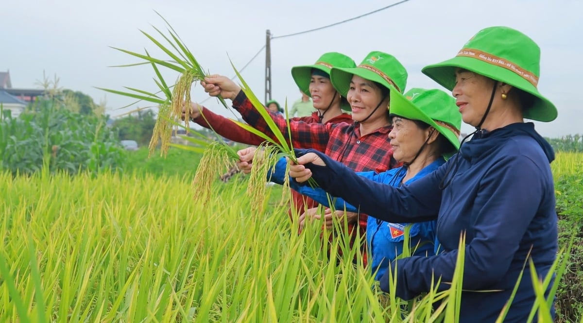 TBR97 đang tạo dựng niềm tin với nông dân Nghệ An. Ảnh: Ngọc Linh.