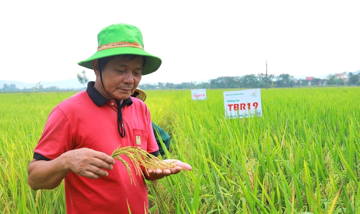 Bên cạnh TBR97, ThaiBinh Seed còn đặt nhiều kỳ vọng vào TBR19 với nhiều ưu điểm vượt trội. Ảnh: Ngọc Linh.