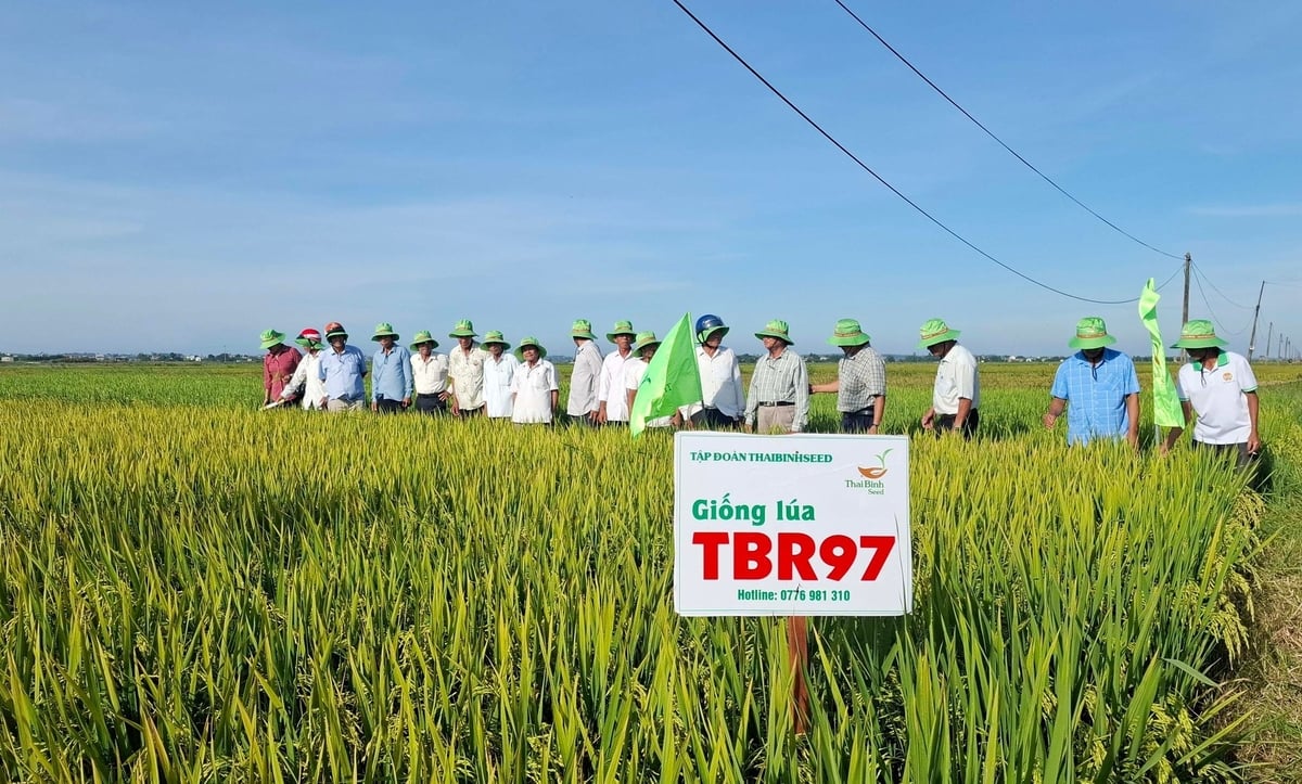 Nông dân khu vực huyện Quảng Điền (cũ) tham quan, đánh giá giống lúa TBR97. Ảnh: Văn Dinh.