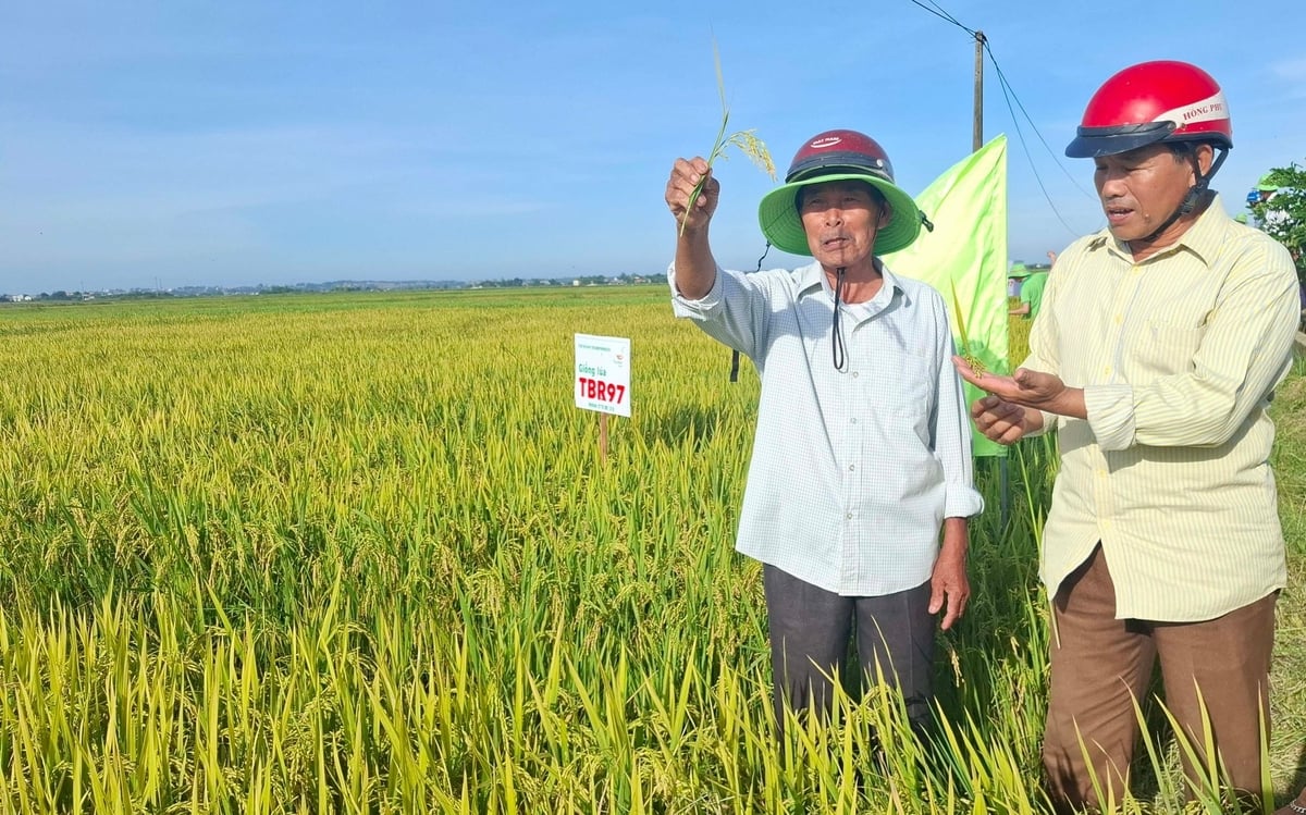Giống lúa TBR97 được nông dân đánh giá cao. Ảnh: Văn Dinh.