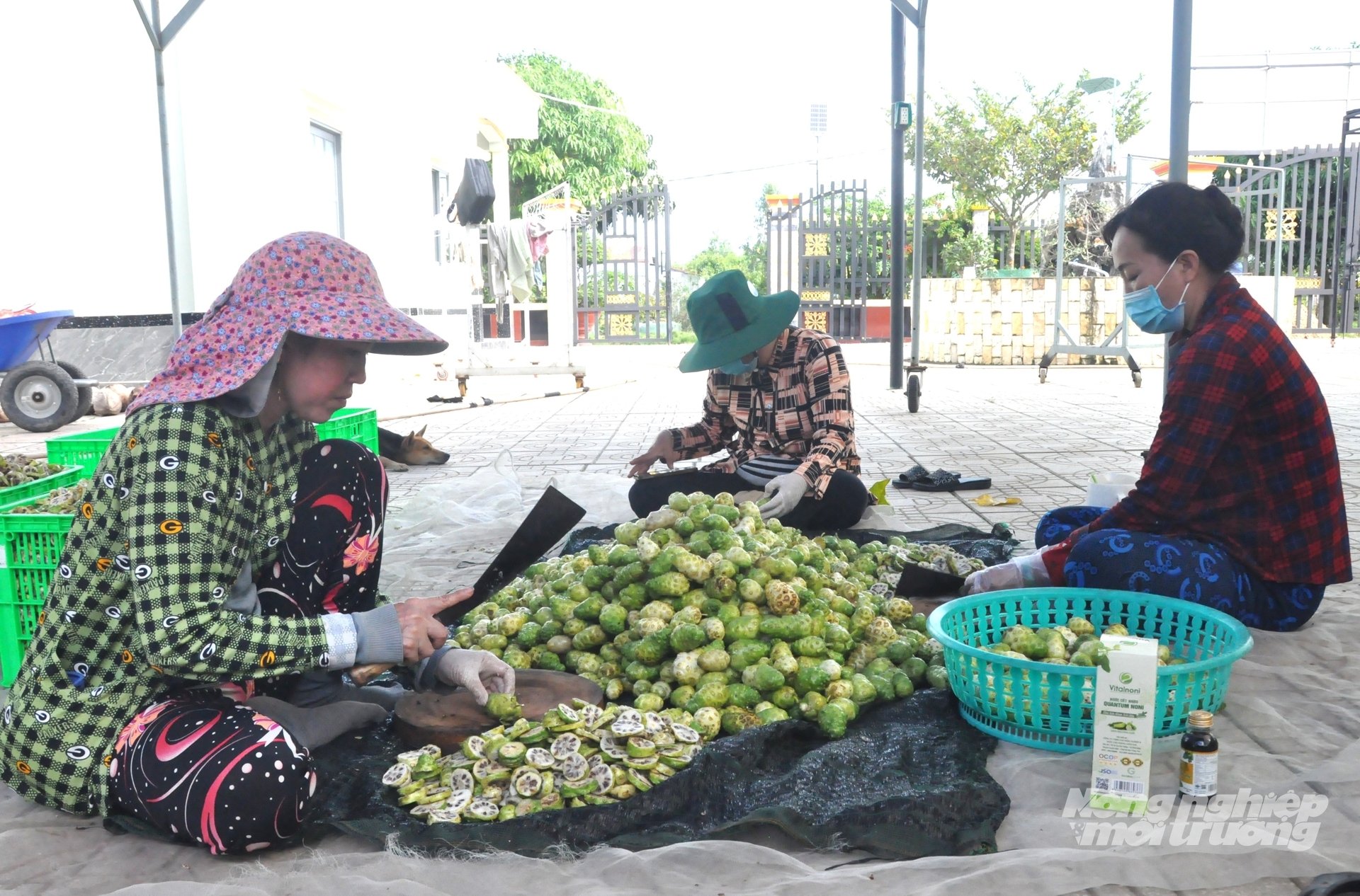 Anh Tuấn đầu tư nhà xưởng sơ chế trái nhàu, tạo việc làm cho lao động tại địa phương từ việc đi hái trái, thái lát mỏng để sấy khô. Ảnh: Trung Chánh.