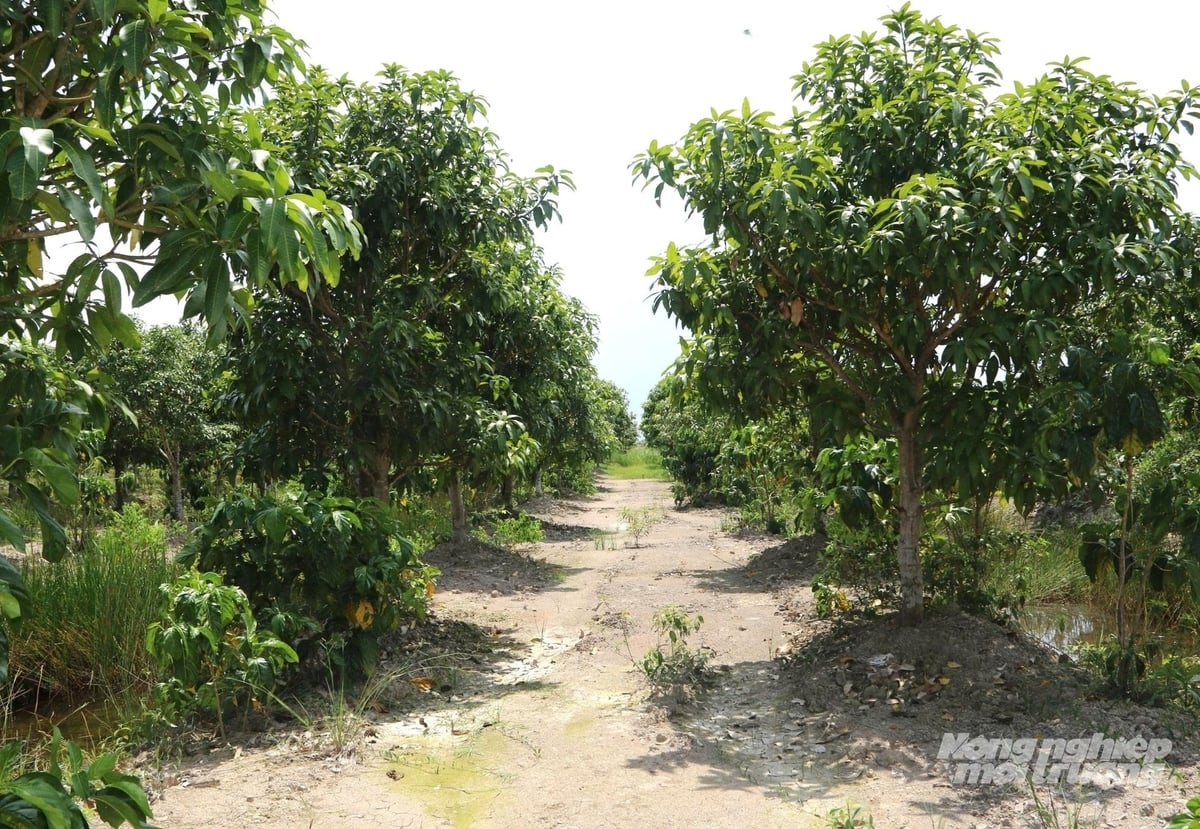 Đê bao quanh khu trang trại được anh Tuấn tận dụng trồng cây ăn trái, trong đó có khoảng 40.000 cây nhàu trồng xen canh, trung bình mỗi tháng cho thu hoạch khoảng 15 tấn trái. Ảnh: Trung Chánh.