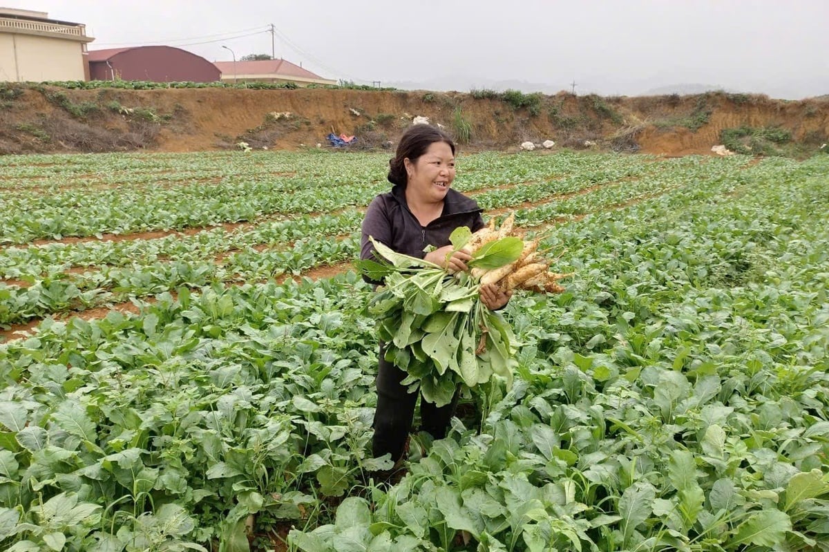Nụ cười của chị Sòng Thị Dua trong ngày thu hoạch rau. Ảnh: Đức Bình.
