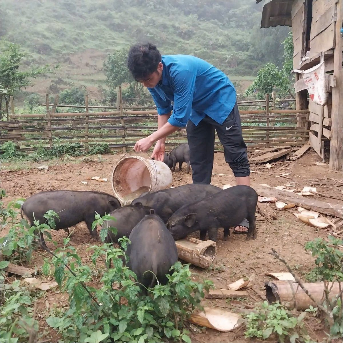 Nhờ biết cách tận dụng nguồn cỏ sẵn có và tự sản xuất thức ăn chăn nuôi, đàn vật nuôi phát triển ổn định, đầu ra được thương lái và mối quen thu mua tận nơi. Ảnh: VV.