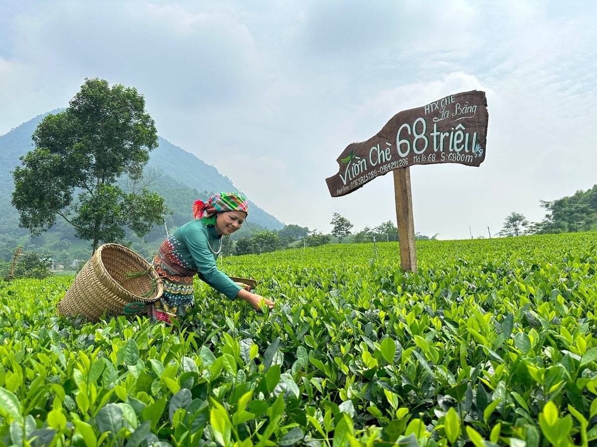 Người trồng chè ở Thái Nguyên ngày càng chú trọng đến chất lượng sản phẩm. Ảnh: Ngọc Tú.
