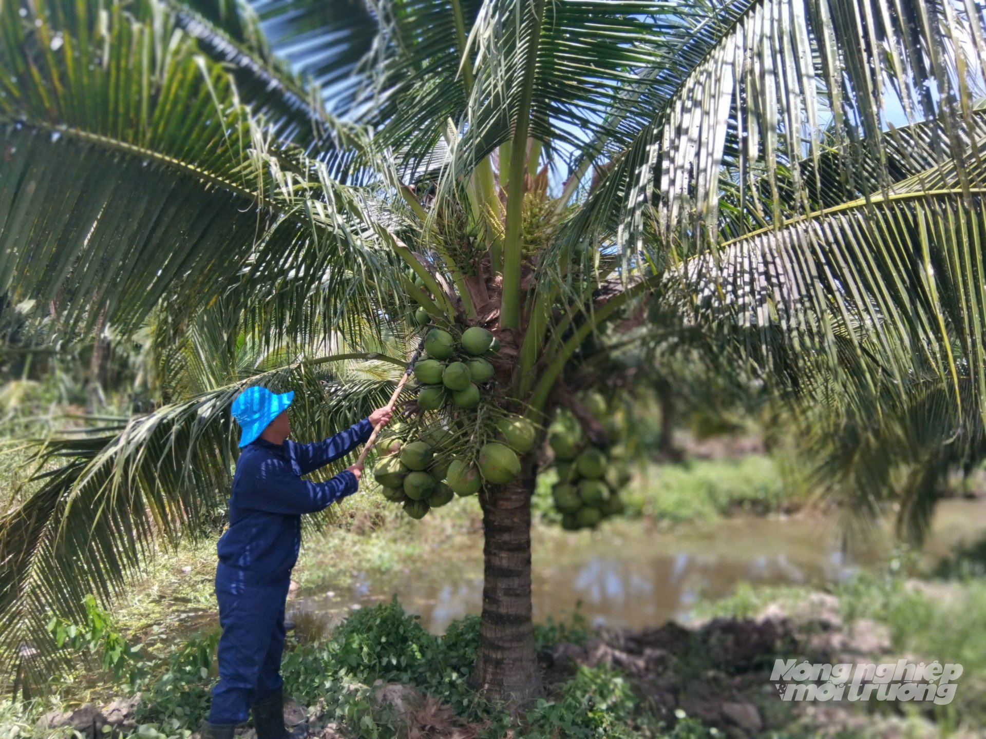 Công nhân Trại giống nông nghiệp U Minh Thượng chăm sóc cây dừa dứa, đảm bảo các quy định về mã số vùng trồng, truy xuất nguồn gốc và an toàn thực phẩm theo yêu cầu của thị trường xuất khẩu. Ảnh: Trung Chánh. Công nhân Trại giống nông nghiệp U Minh Thượng chăm sóc cây dừa dứa, đảm bảo các quy định về mã số vùng trồng, truy xuất nguồn gốc và an toàn thực phẩm theo yêu cầu của thị trường xuất khẩu. Ảnh: Trung Chánh.