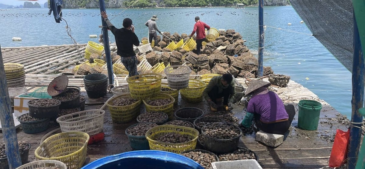 Thu hoạch nhuyễn thể. Ảnh: Nhân vật cung cấp.