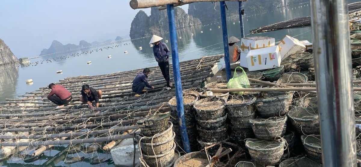 Nuôi kiểu treo giúp nhuyễn thể nhanh lớn hơn. Ảnh: ĐT.