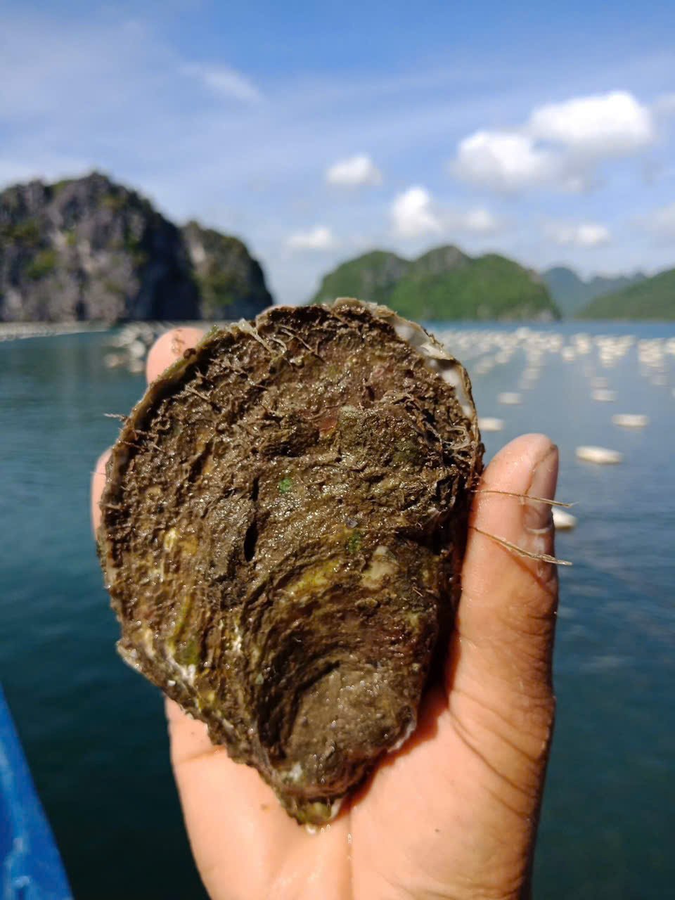 Cận cảnh hàu nuôi. Ảnh: Nhân vật cung cấp.