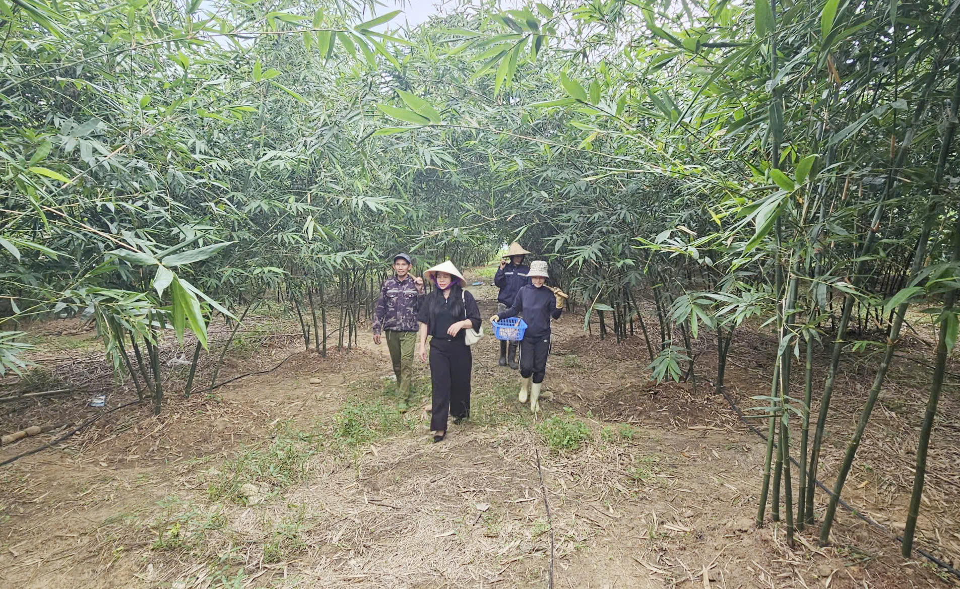 Một góc vườn tre lục trúc lấy măng của doanh nghiệp Đức Thành trên vùng đồi. Ảnh: T. Phùng.