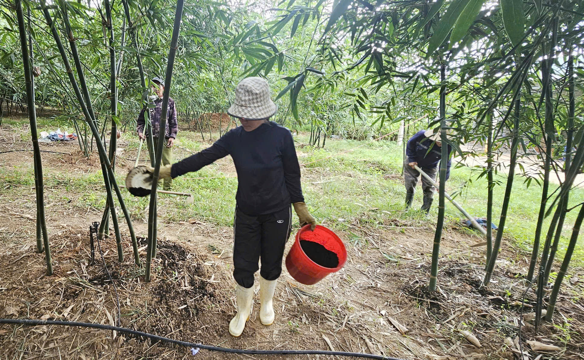 Tre lục trúc được chị Hương canh tác theo hướng hữu cơ để bồi bổ đất, giúp cây phát triển khỏe, bền hơn. Ảnh: T. Phùng.