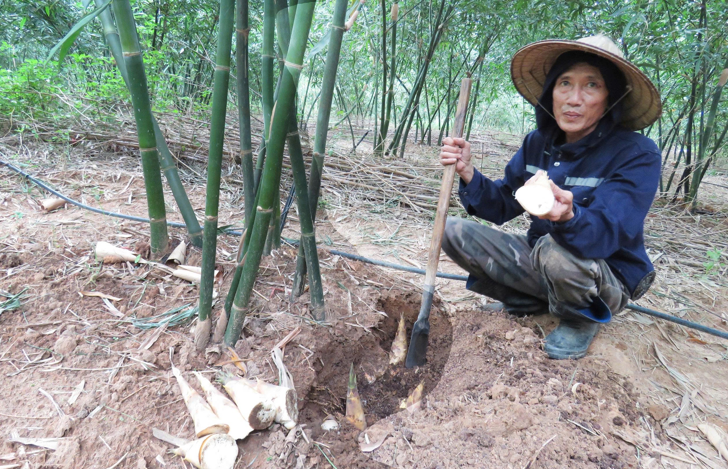 Mỗi khóm măng tre lục trúc cho sản lượng trên 20 kg mỗi năm. Ảnh: T. Phùng.